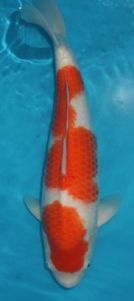 AC 45cm 