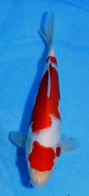 Marudo Kohaku 4. Ian Moody SOLD