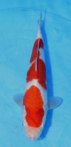 Marudo Kohaku 6 Anthont Chapman SOLD