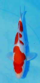 Marudo Kohaku 7 Hefin SOLD