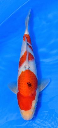 Marudo Sanke No 1 28 cm
