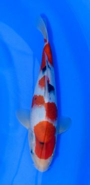 Marudo Sanke No 2 26 cm