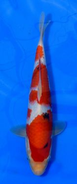 Marudo Sanke No 3 28cm