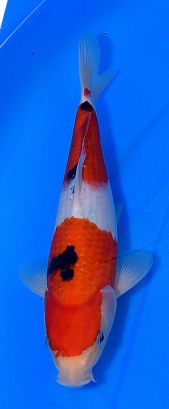 Marudo Sanke No 9 26 cm